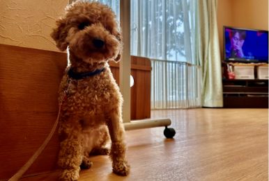 セラピー犬アムーちゃん